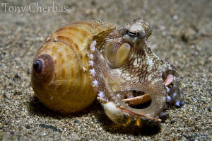 Coconut Octopus impersonating a Hermit Crab. by Tony Cherbas 